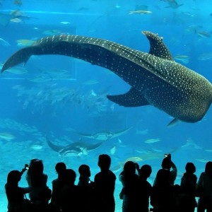 Acuario Churaumi: El Acuario Churaumi Okinawa es el segundo acuario más grande del mundo y es parte del Ocean Expo Park localizado en Motobu.